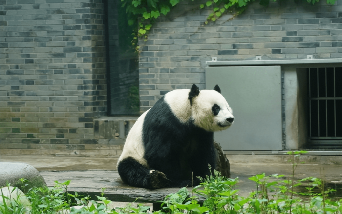 费翔与大熊猫戴丽的特殊缘分：一位明星与一只熊猫的故事

