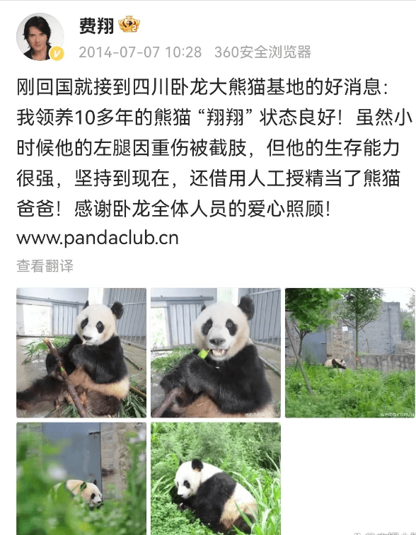 费翔与大熊猫戴丽的特殊缘分：一位明星与一只熊猫的故事


