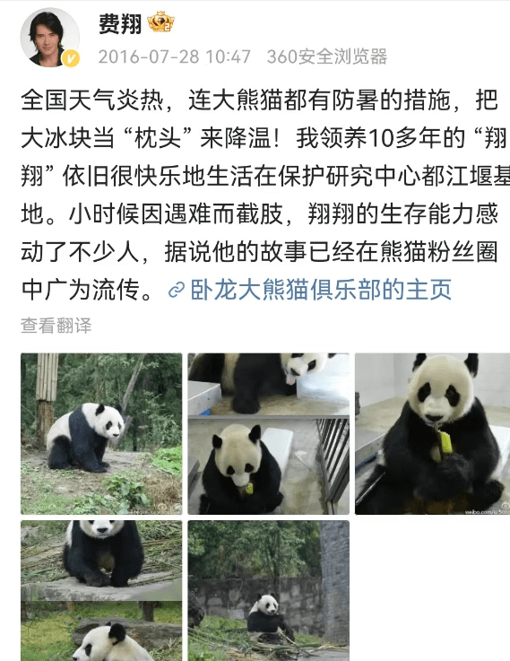 费翔与大熊猫戴丽的特殊缘分：一位明星与一只熊猫的故事

