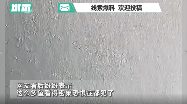珠江水面现鱼群齐游