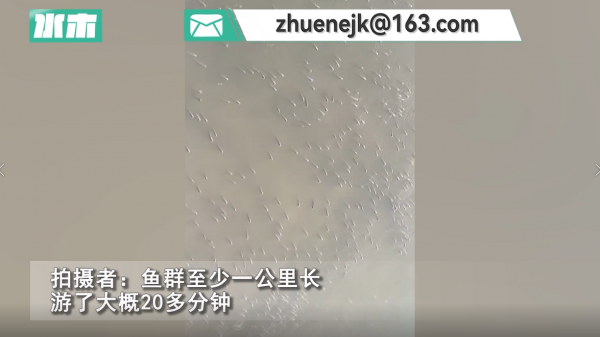 珠江水面现鱼群齐游