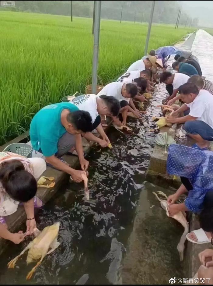 没有一只鸭能活着离开广西