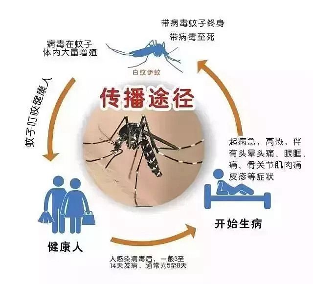江苏句容出现1例登革热病例：29岁小伙在柬埔寨务工时感染