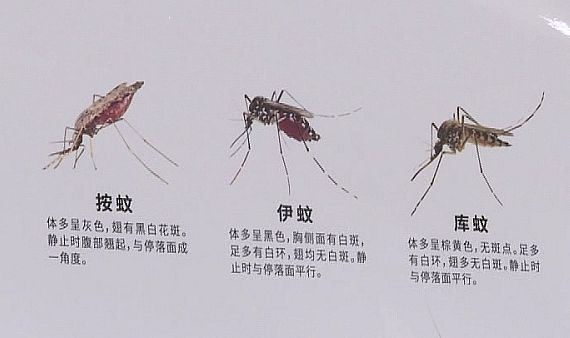 江苏句容出现1例登革热病例：29岁小伙在柬埔寨务工时感染