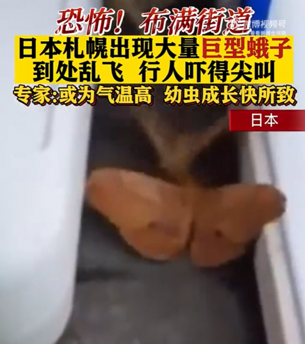 日本现大量巨型蛾子