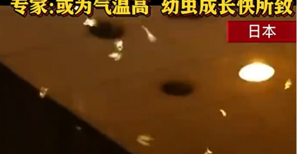日本现大量巨型蛾子