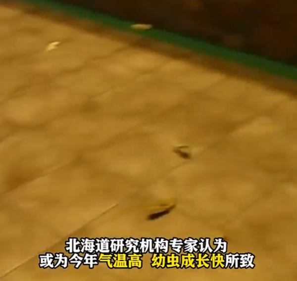 日本现大量巨型蛾子