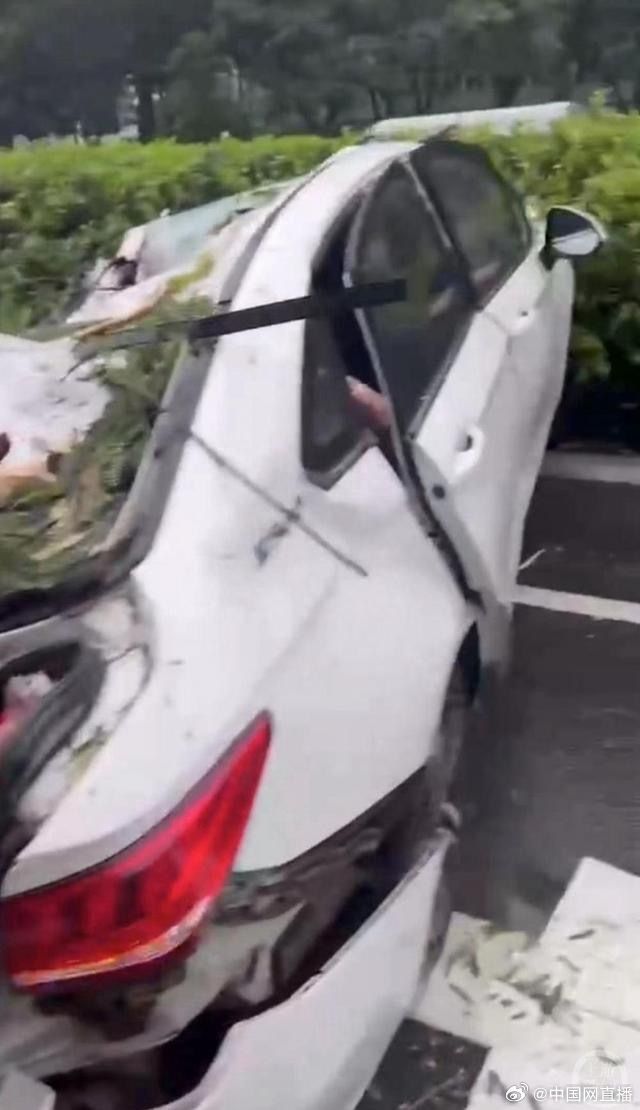 台风吹倒大树砸中车辆司机身亡