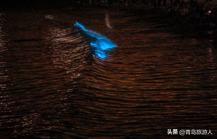 青岛现蓝色荧光海