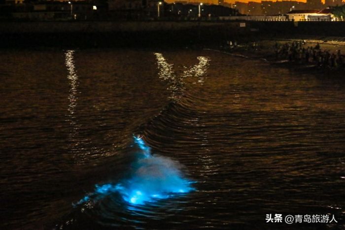 青岛现蓝色荧光海
