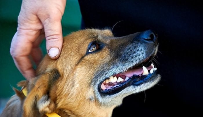 男童被邻居家狗抓伤确诊狂犬病离世