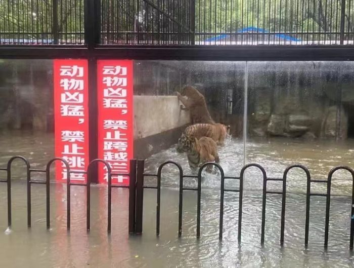 佛山动物园动物趁暴雨出逃？园方回应：并无丢失，水位已停止上涨