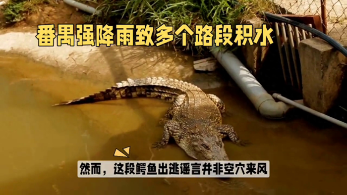 广州长隆鳄鱼出逃官方辟谣