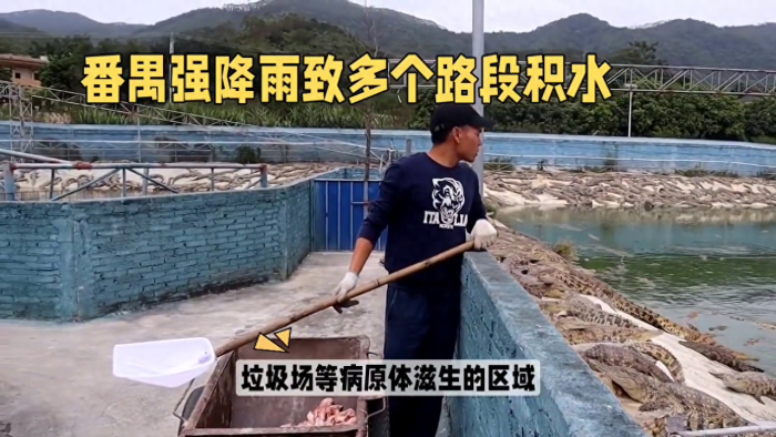 广州长隆鳄鱼出逃官方辟谣