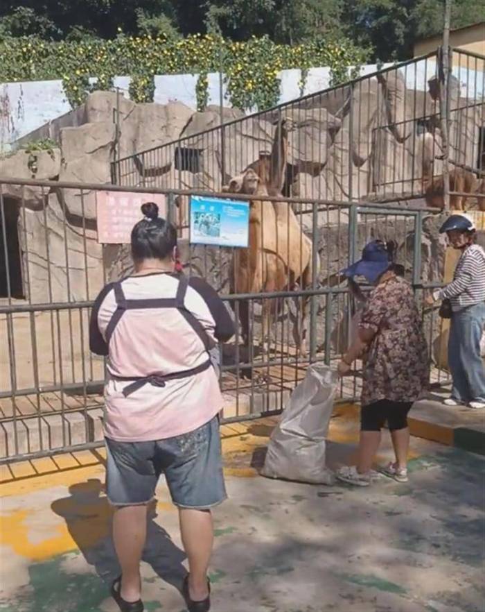 大连市民自带蔬果去“断粮动物园”投喂，还给猴子准备了棒棒糖：放心，它们没饿瘦

