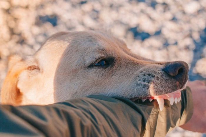 狂犬病潜伏期十几年专家辟谣