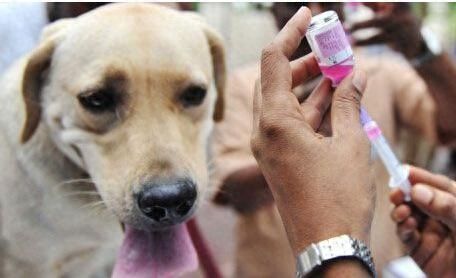 狂犬病潜伏期十几年专家辟谣