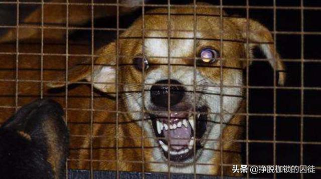 辟谣！狂犬病潜伏期真的会达几十年吗？缺乏直接证据

