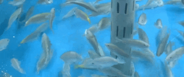 内陆没有海如何养海鲜