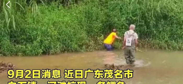广东茂名出逃鳄鱼已抓到8条