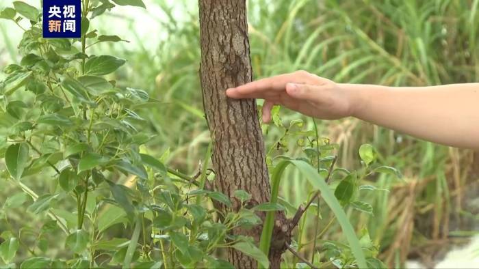 已捕获36条！广东茂名一养殖场因内涝致部分鳄鱼出逃


