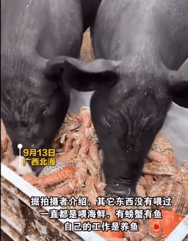 男子给猪喂皮皮虾螃蟹：想让它吃好点养大了自己吃


