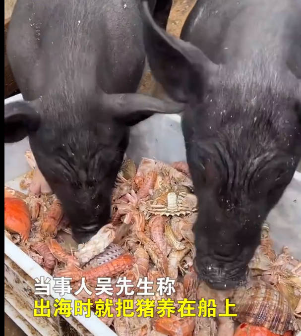 男子给猪喂皮皮虾螃蟹：想让它吃好点养大了自己吃

