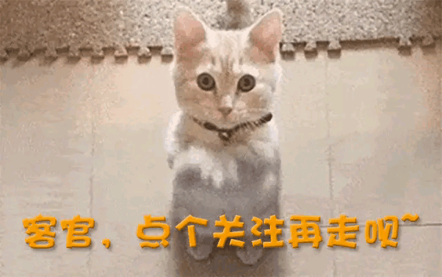 罗志祥女装遭抵制