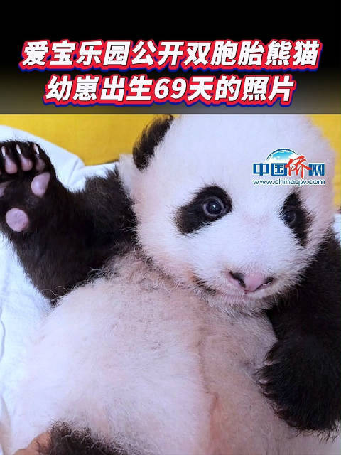 被爱宝乐园的双胞胎熊猫幼崽萌化了
