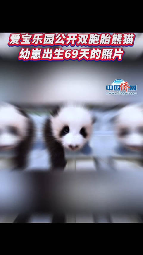 最新照片！对爱宝的双胞胎幼崽毫无抵抗力
