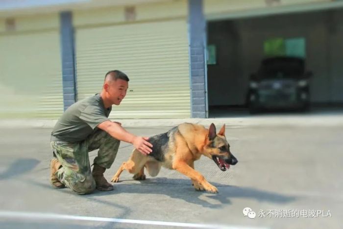 军犬“雷霆”的故事