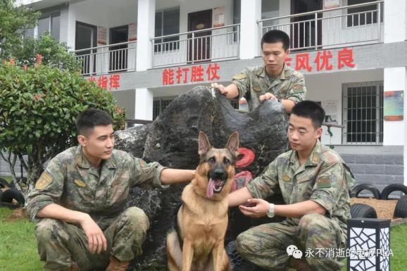 军犬“雷霆”的故事