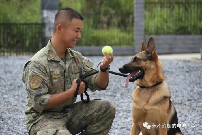 军犬“雷霆”的故事
