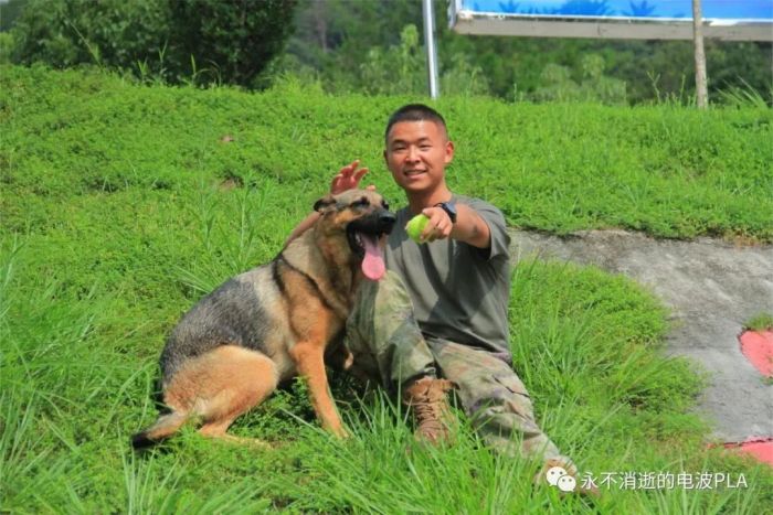 军犬“雷霆”的故事