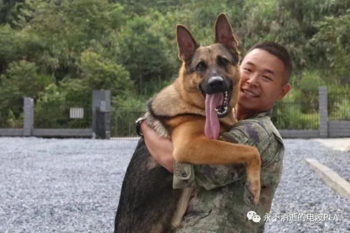 军犬“雷霆”的故事