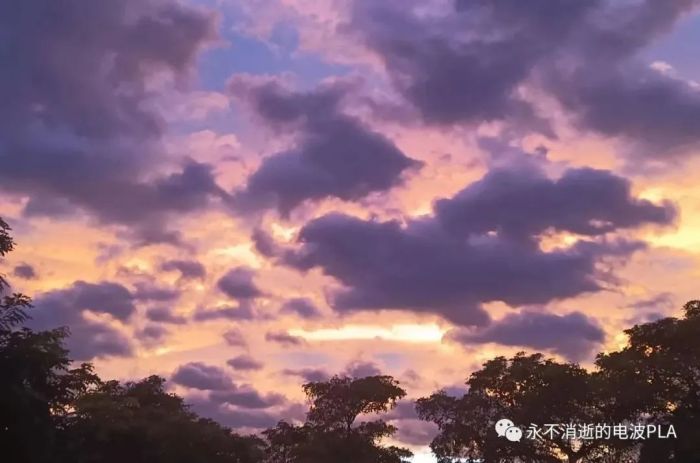 军犬“雷霆”的故事