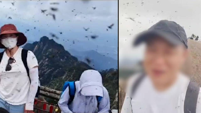 黄山景区回应飞虫成灾冲人脸