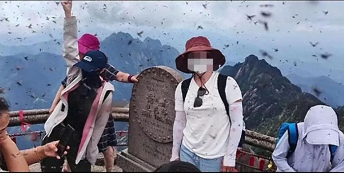 黄山景区出现大量“飞虫冲脸”？景区回应