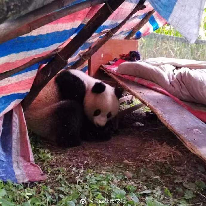 西安再遇野生大熊猫