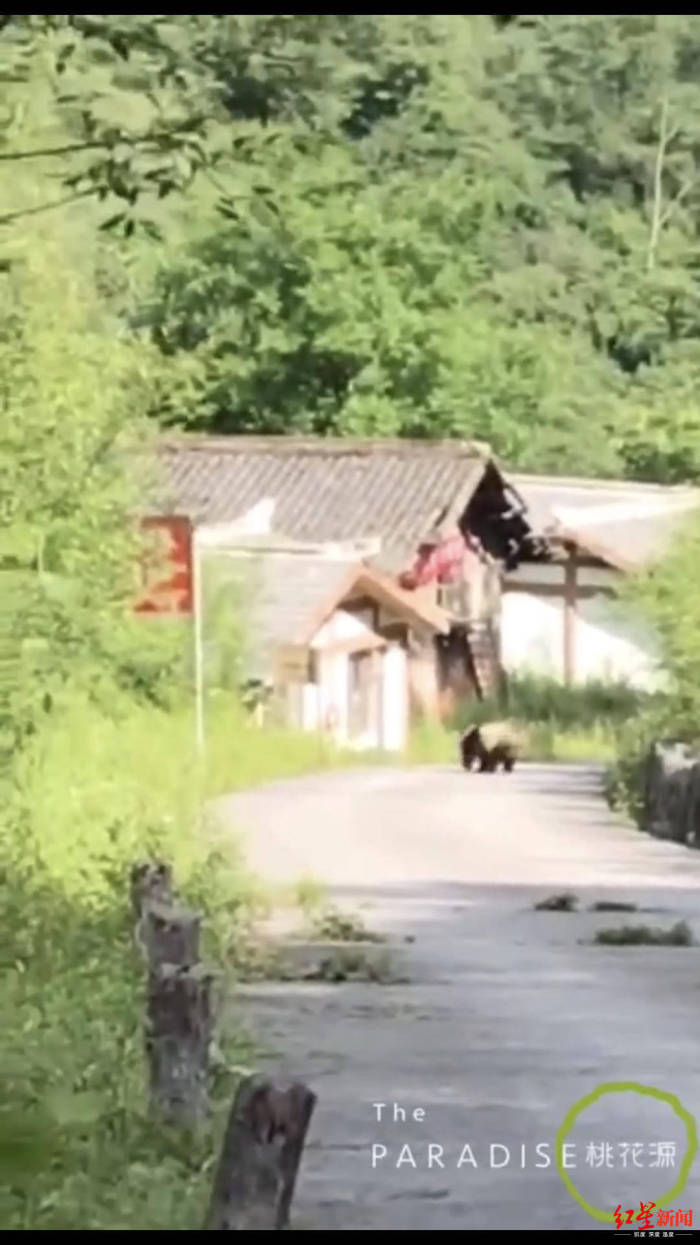 云护送野生大熊猫下山