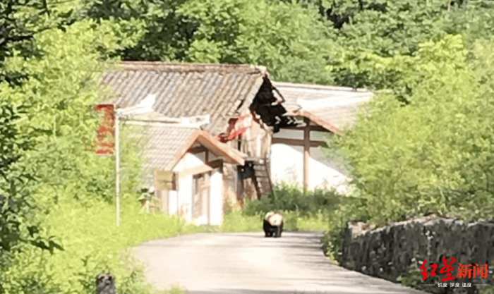 云护送野生大熊猫下山