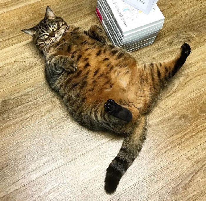 她这么可爱还需要减肥吗