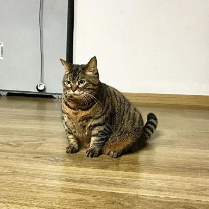 她这么可爱还需要减肥吗