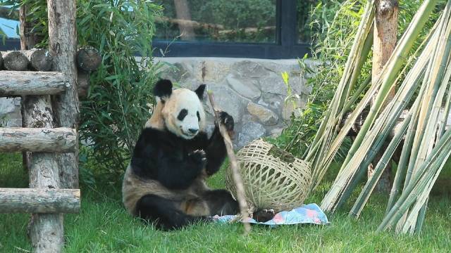 丫丫小毯子里找苹果