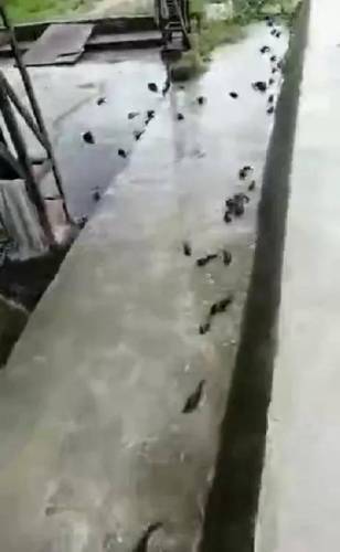 【潮汕】微信疯狂的潮汕某地区大量鱼儿跳上岸为地震前兆？官方回应了

