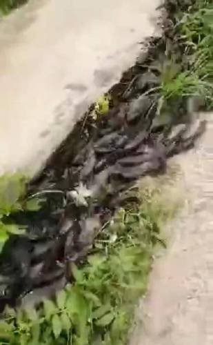 【潮汕】微信疯狂的潮汕某地区大量鱼儿跳上岸为地震前兆？官方回应了


