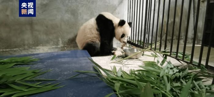 陕西进村民家大熊猫腹腔大量积液