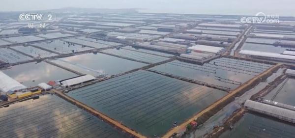 山东即墨万亩海参迎来丰收开捕季节