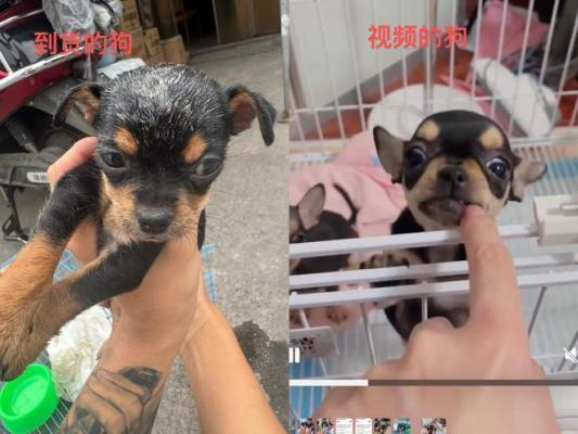 网上买狗遭调包品种性别全变狗粮捆绑销售