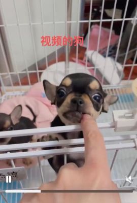 网上买狗遭调包品种性别全变狗粮捆绑销售